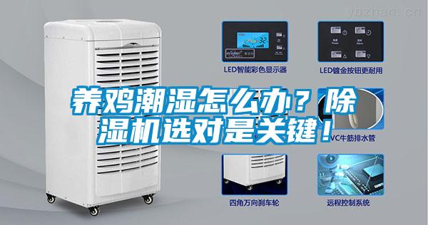 养鸡潮湿怎么办？草莓视频APP在线观看选对是关键！