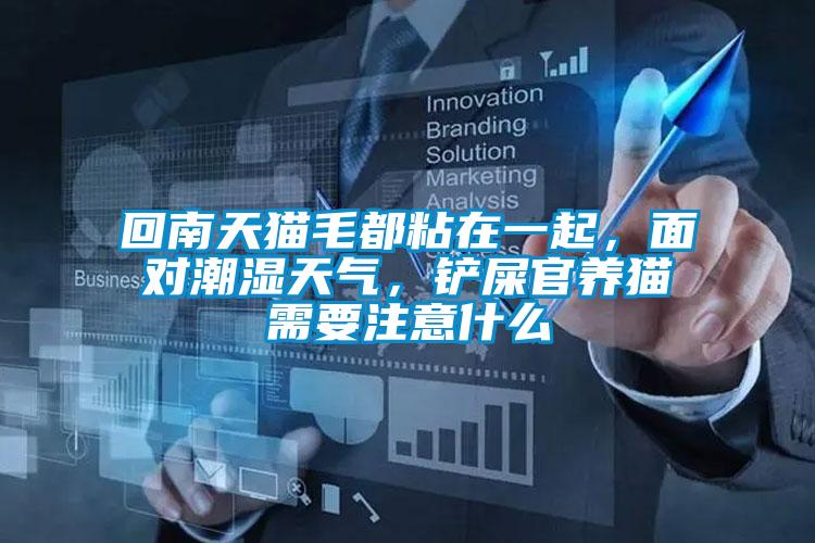 回南天猫毛都粘在一起，面对潮湿天气，铲屎官养猫需要注意什么