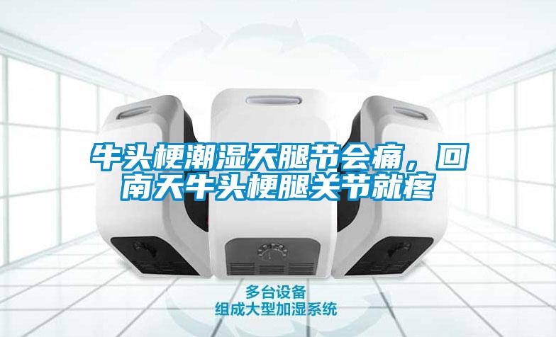 牛头梗潮湿天腿节会痛，回南天牛头梗腿关节就疼