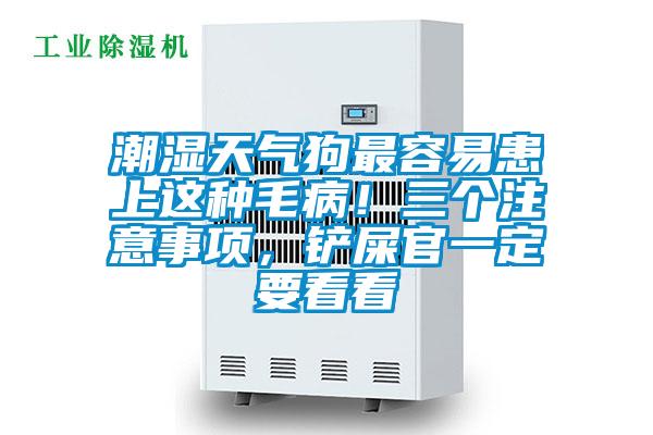 潮湿天气狗最容易患上这种毛病！三个注意事项，铲屎官一定要看看