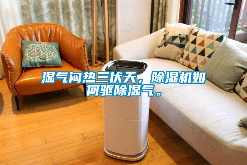 湿气闷热三伏天，草莓视频APP在线观看如何驱除湿气。