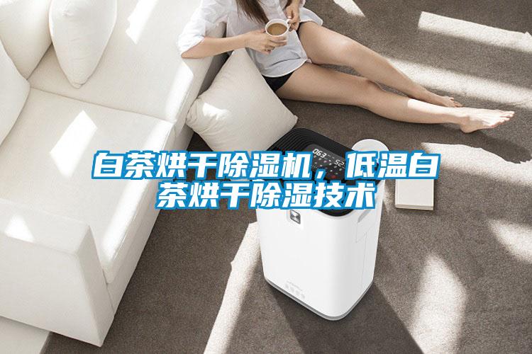 白茶烘干草莓视频APP在线观看，低温白茶烘干除湿技术