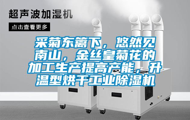 采菊东篱下，悠然见南山，金丝皇菊花的加工生产提高产能，升温型烘干工业草莓视频APP在线观看