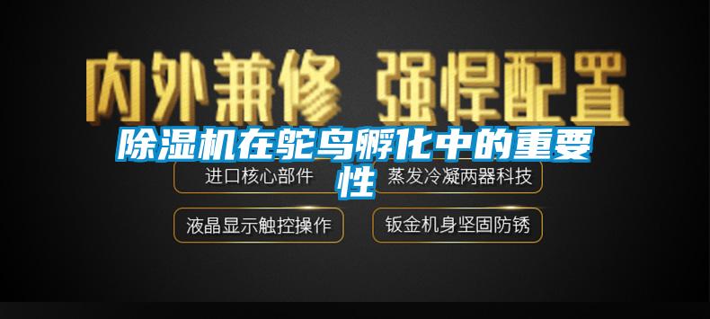 草莓视频APP在线观看在鸵鸟孵化中的重要性