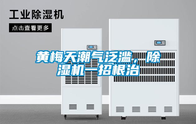 黄梅天潮气泛滥，草莓视频APP在线观看一招根治