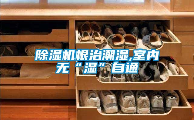 草莓视频APP在线观看根治潮湿,室内无“湿”自通