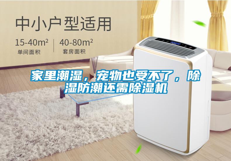 家里潮湿，宠物也受不了，除湿防潮还需草莓视频APP在线观看
