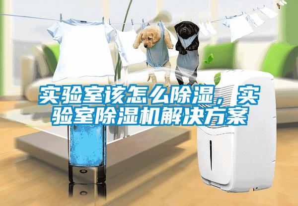 实验室该怎么除湿，实验室草莓视频APP在线观看草莓成人在线观看