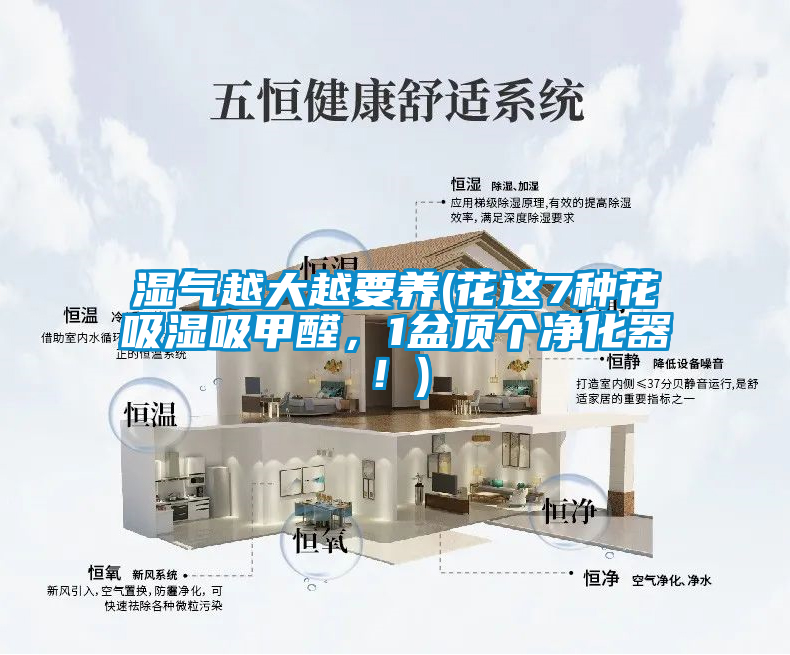 湿气越大越要养(花这7种花吸湿吸甲醛，1盆顶个净化器！)