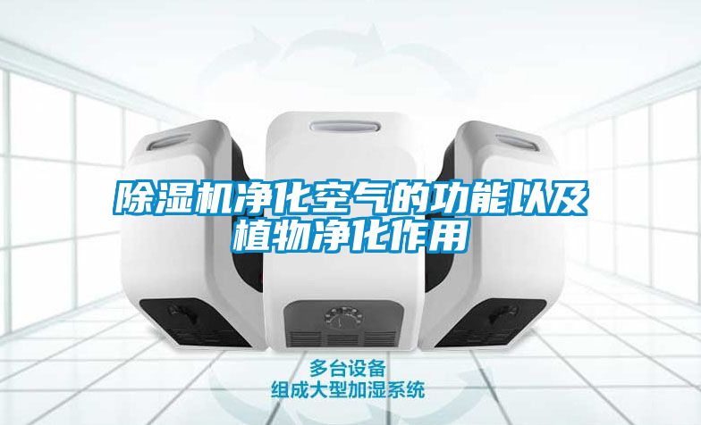 草莓视频APP在线观看净化空气的功能以及植物净化作用
