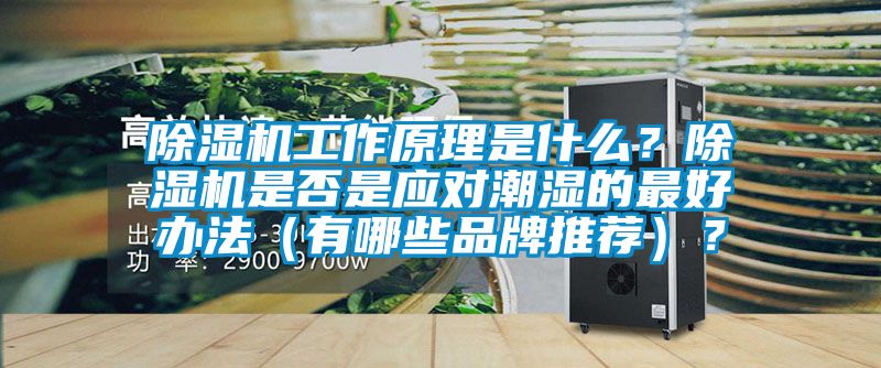 草莓视频APP在线观看工作原理是什么？草莓视频APP在线观看是否是应对潮湿的最好办法（有哪些品牌推荐）？