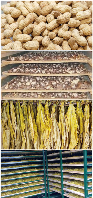  食用菌烘干处理草莓成人在线观看