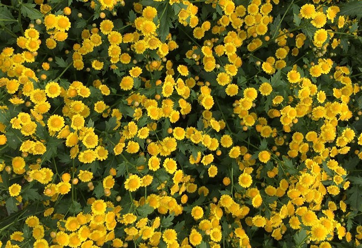 农场胎菊小菊花野菊花烘干草莓视频APP在线观看
