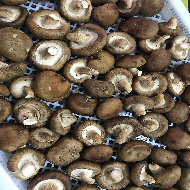 湖北省京山县的菇农代表选用草莓视频污污版草莓视频污污版食用菌烘干机模块即香菇烘干机